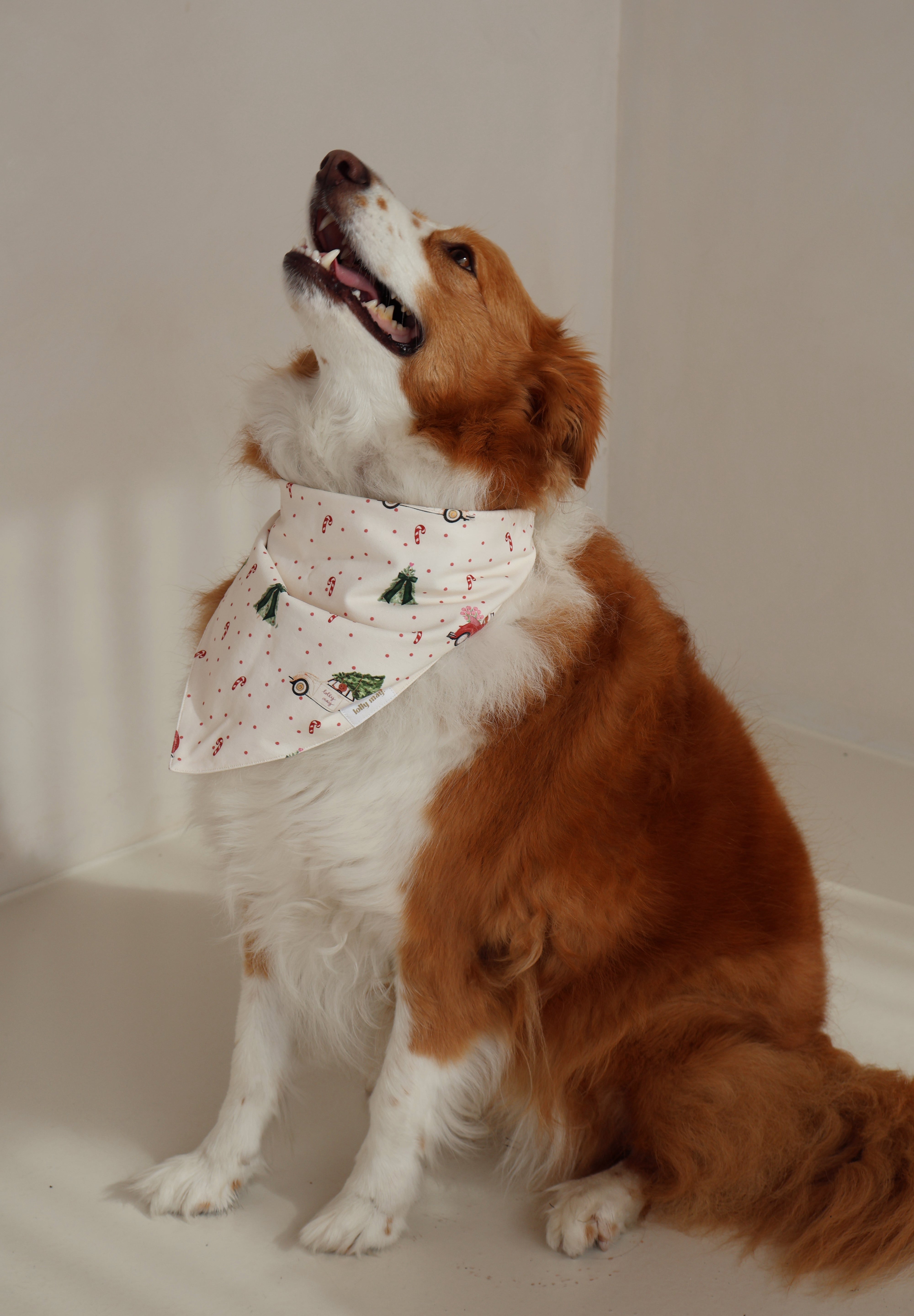 Gingy Pet Bandana