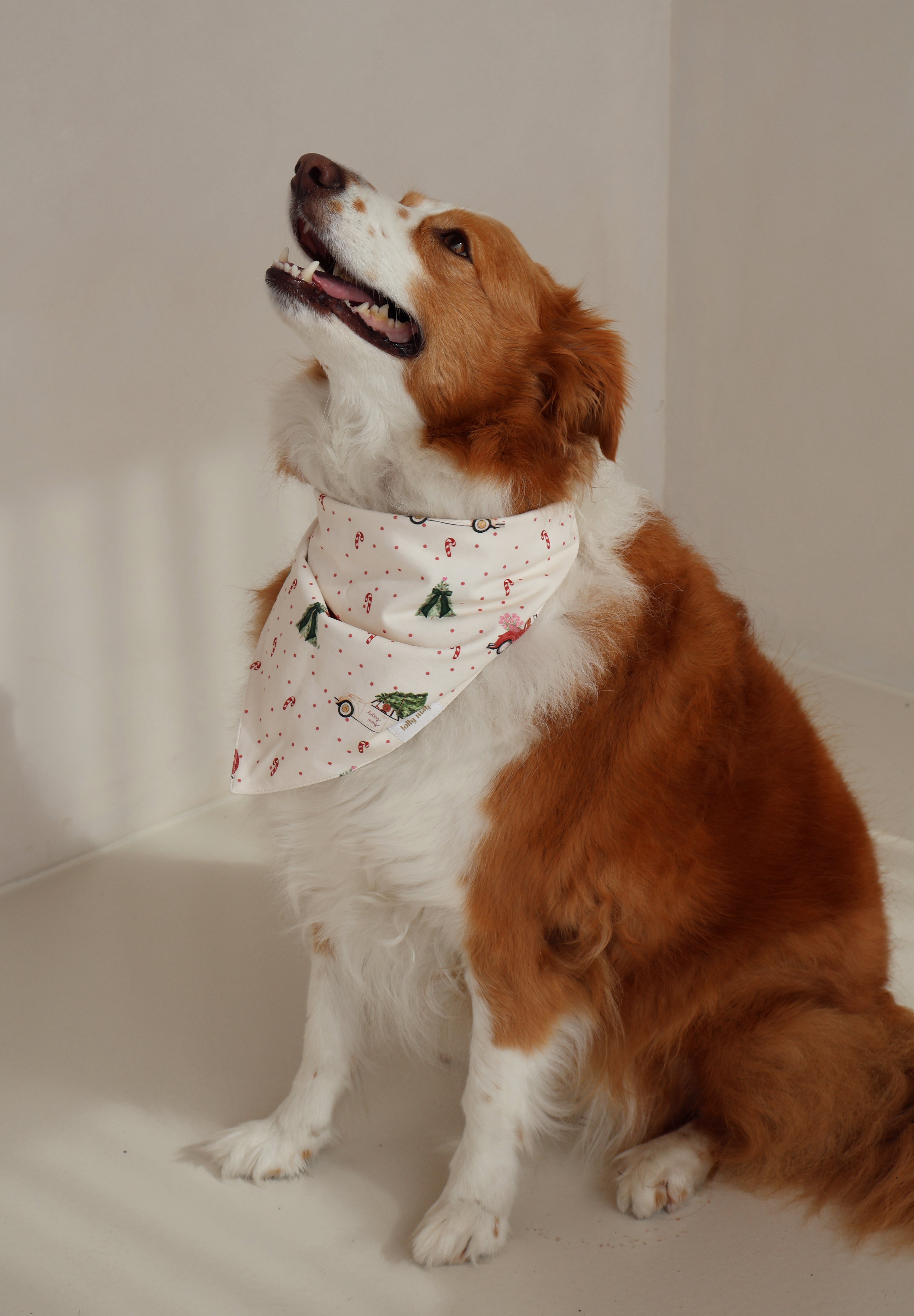 Gingy Pet Bandana