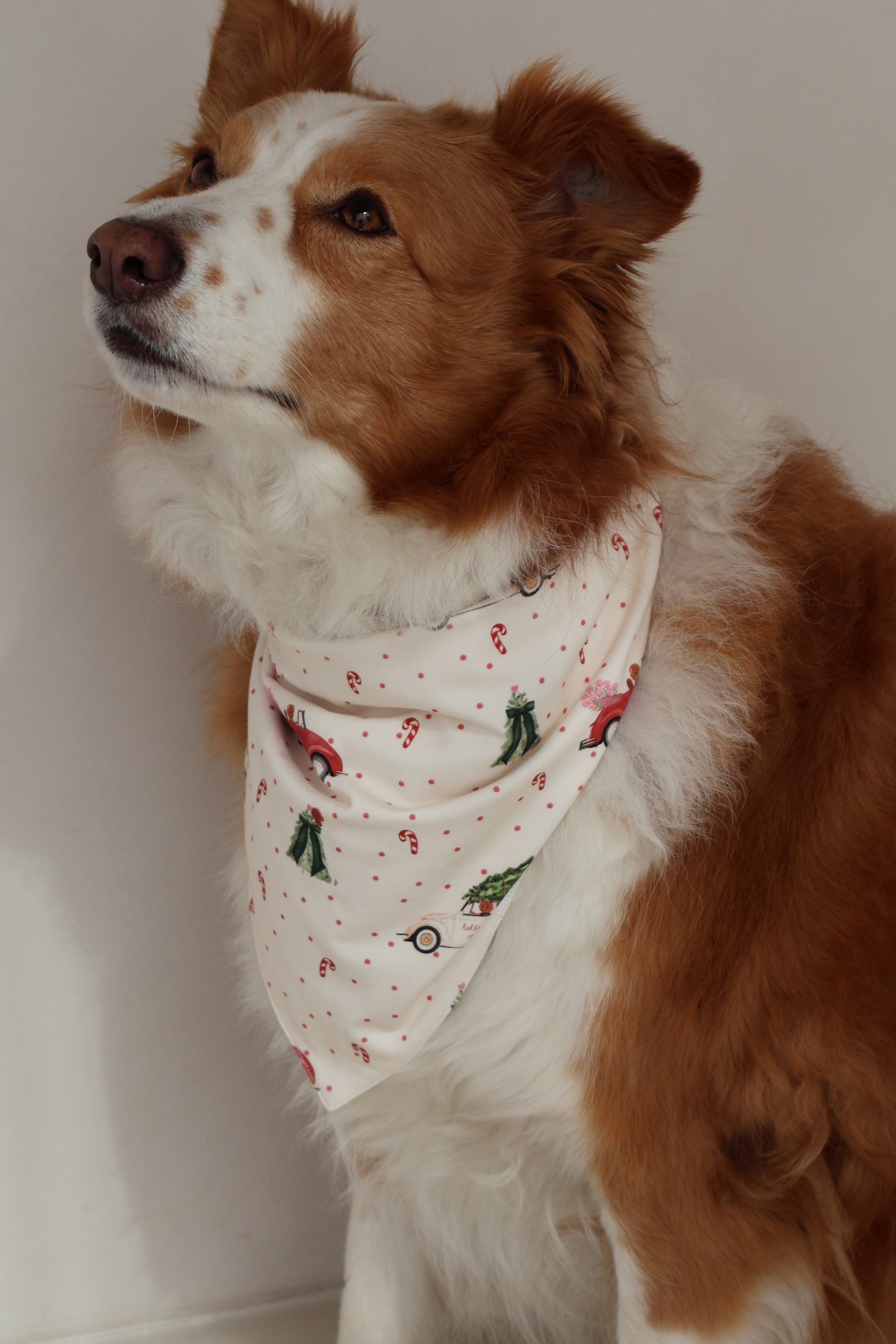 Gingy Pet Bandana
